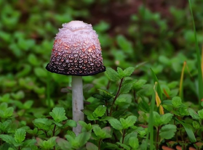 一組山上的野生小蘑菇圖片