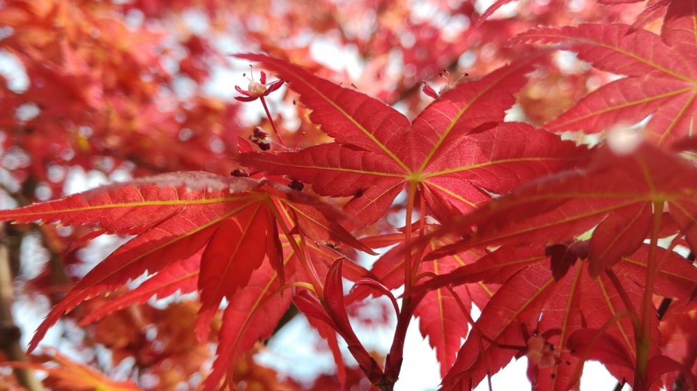 一組秋季紅葉霜葉圖片欣賞