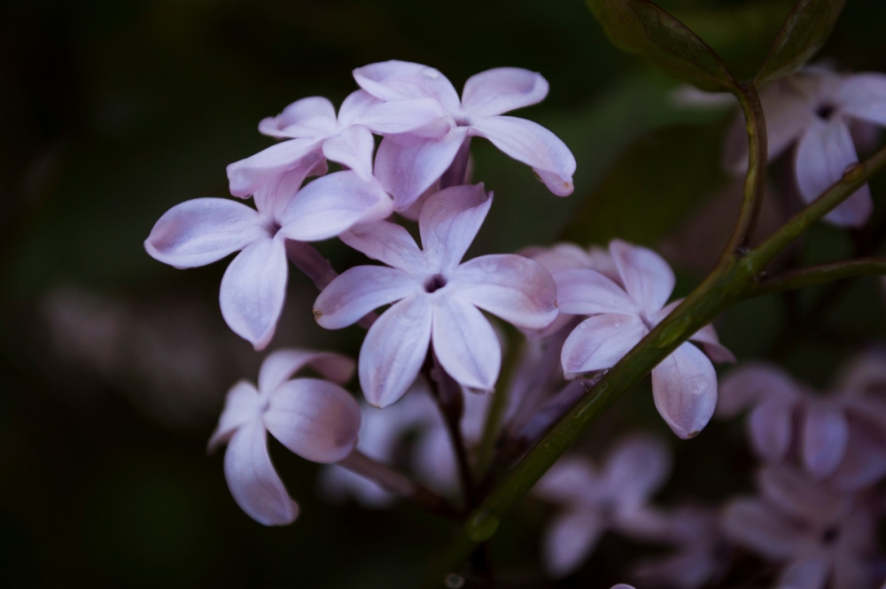 唯美紫色丁香花图片欣赏