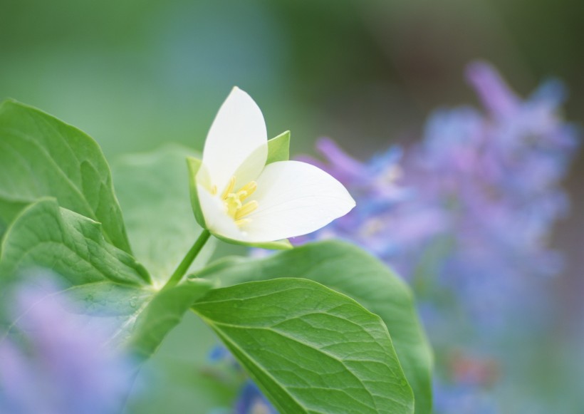 纯香野花图片