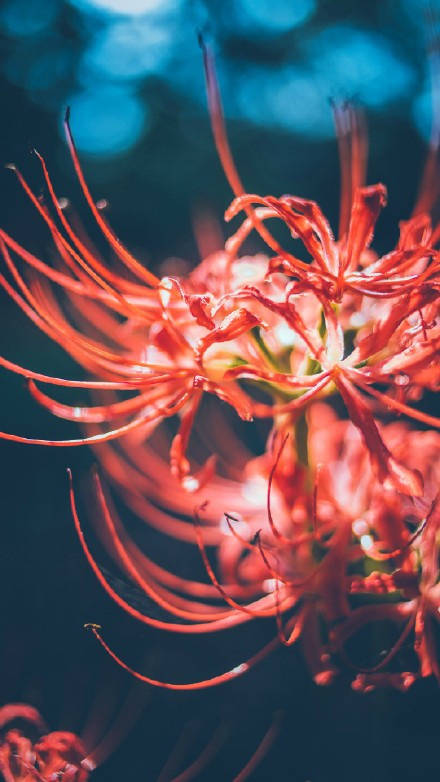 彼岸花开一千年，落一千年，花叶永不相见