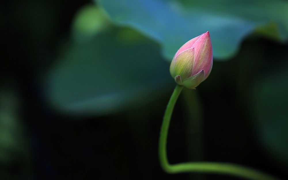 小清新唯美荷花高清桌面壁纸