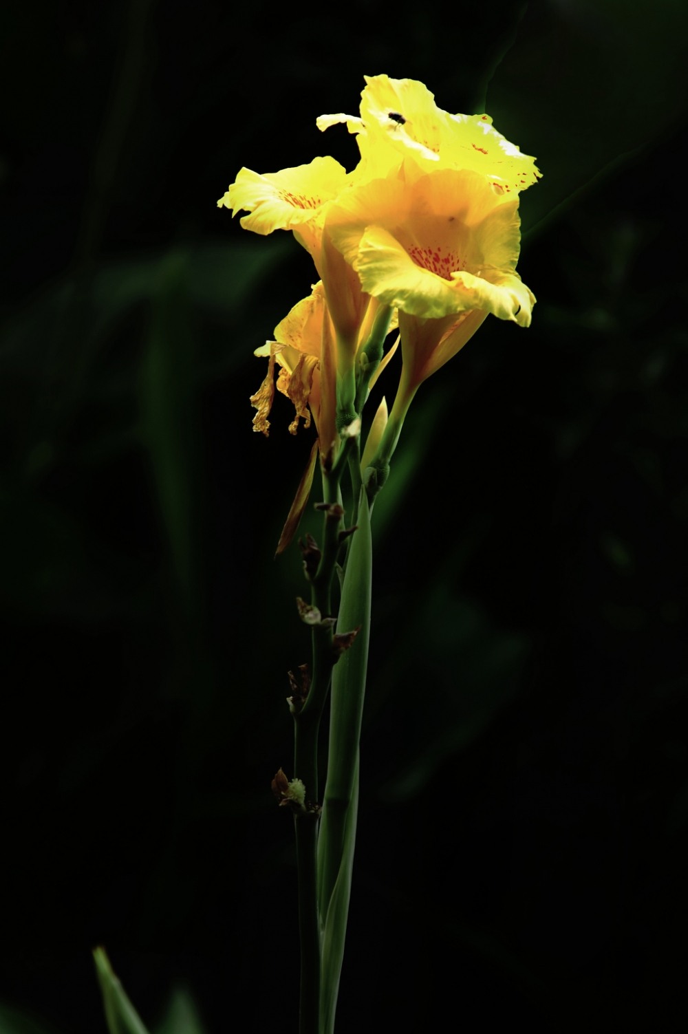 美人蕉那样成串的花蕊像蜡烛