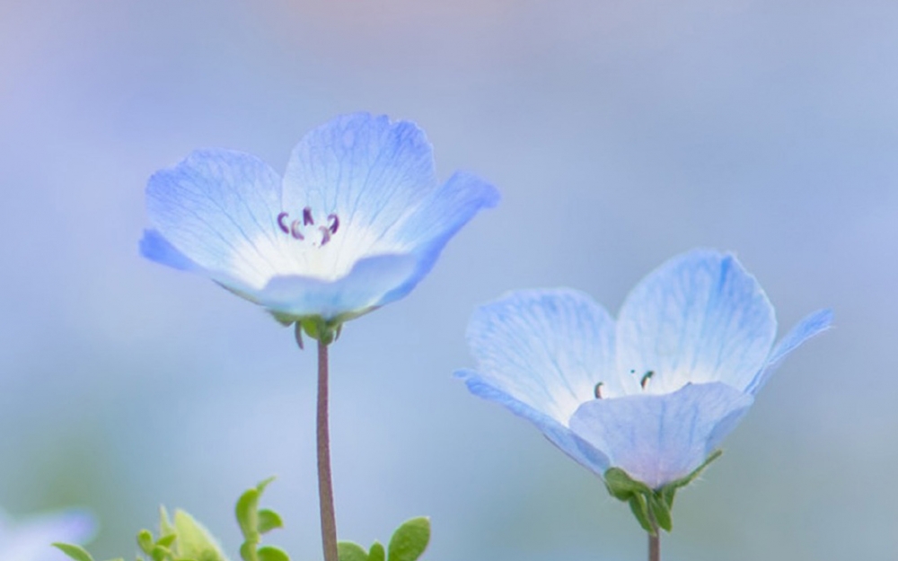 清新淡雅植物花卉图片桌面壁纸