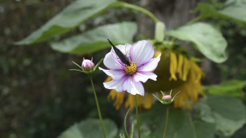 夏季唯美梦幻的鲜花花海桌面壁纸