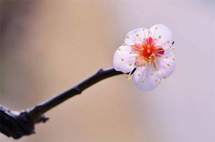 一组白色梅花~洁白清雅之美