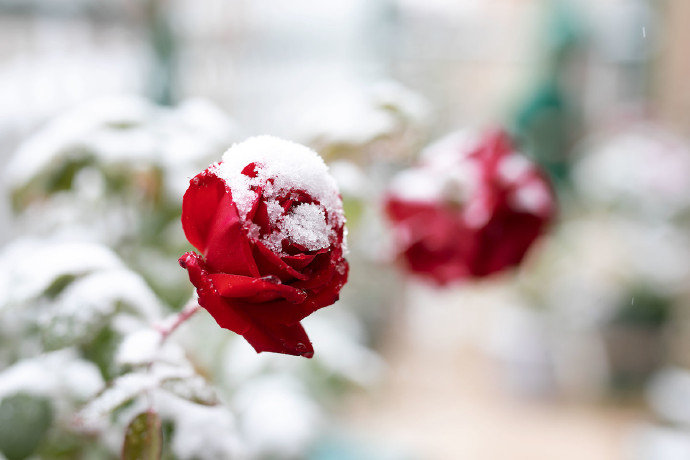 琼枝疏影，幽姿冷妍 朦胧清黛孤洁，相慰一庭香雪