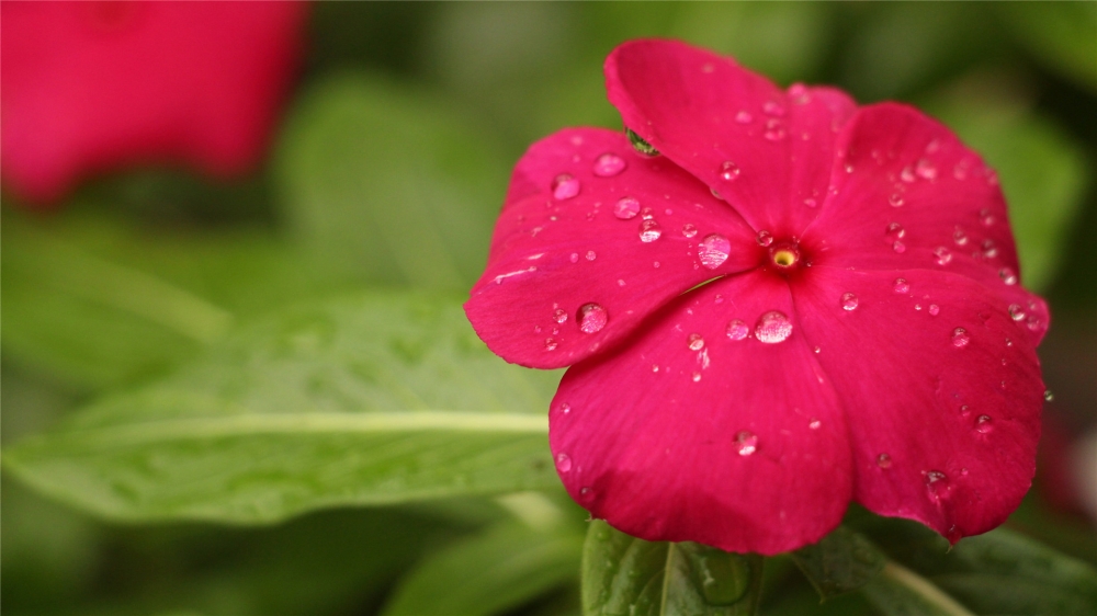 唯美雨后鮮花高清桌面壁紙