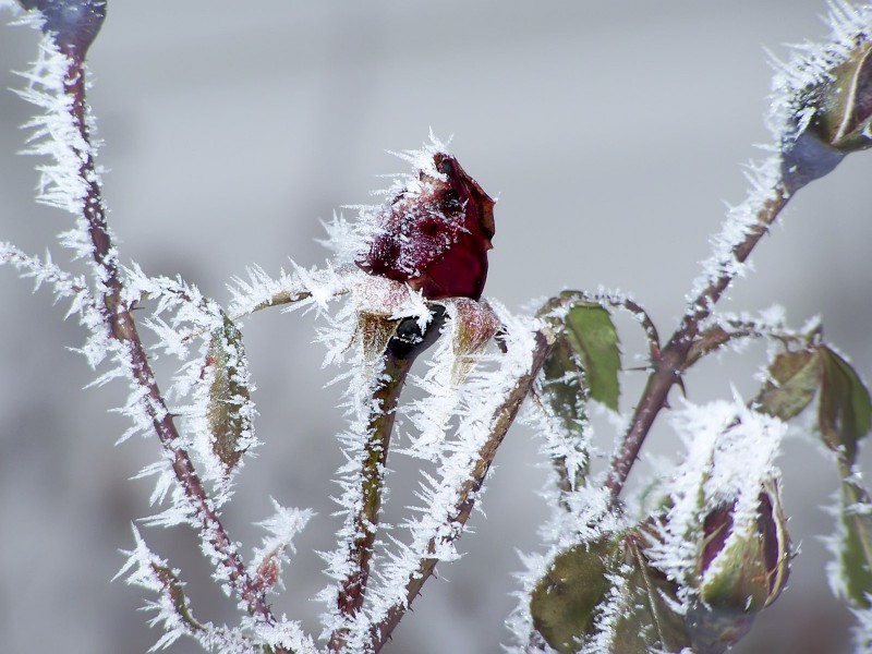 冰雪植物图片