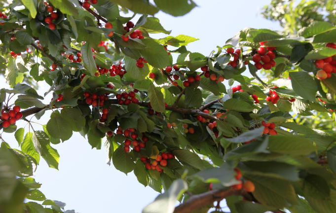 一組掛滿紅紅的櫻桃樹(shù)圖片欣賞