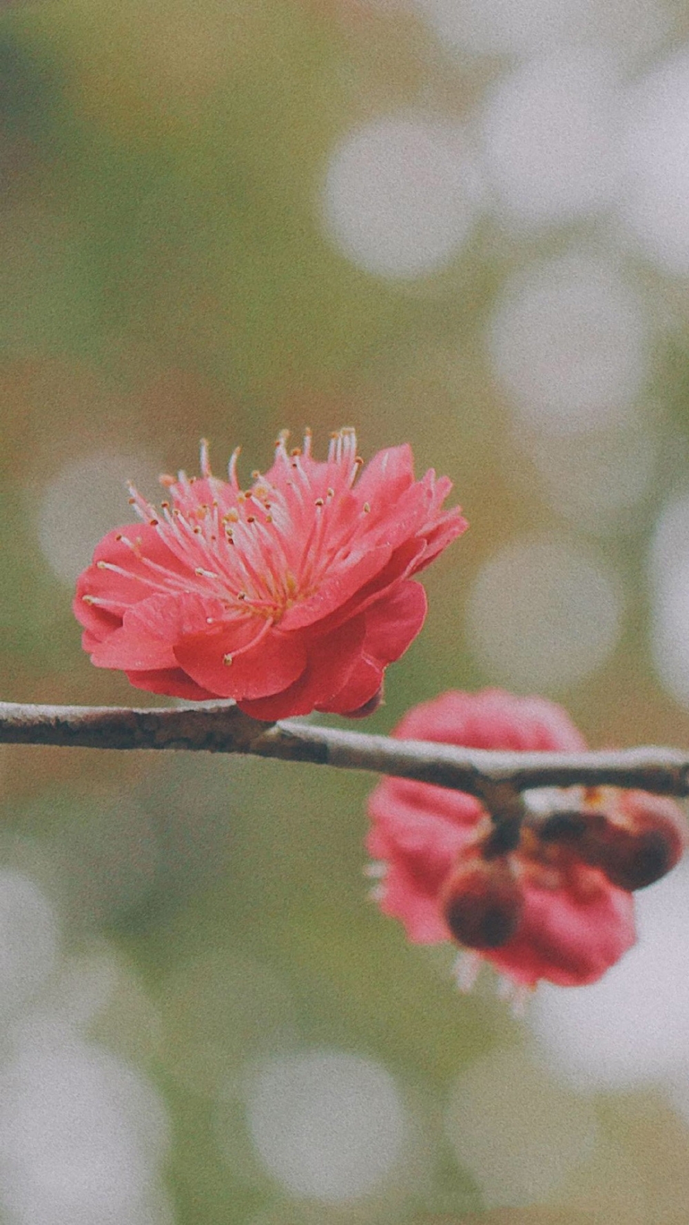 桃红柳绿、桃花烂漫、灼灼芬华的桃花