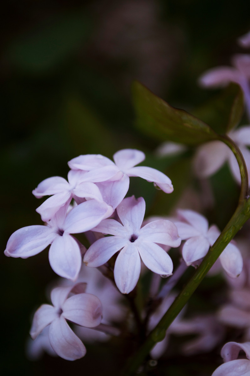 唯美紫色丁香花图片欣赏