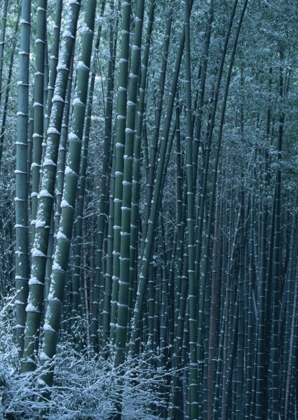 雪中植物花朵图片