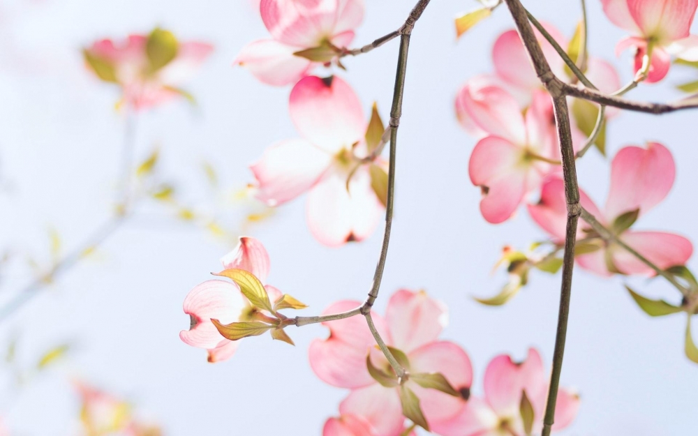 小清新唯美春季花卉桌面壁紙