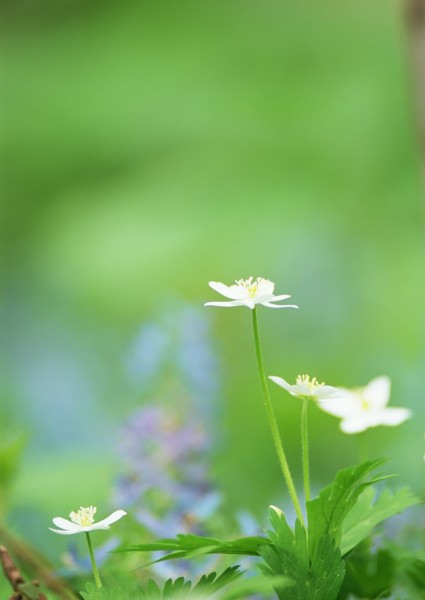 纯香野花图片