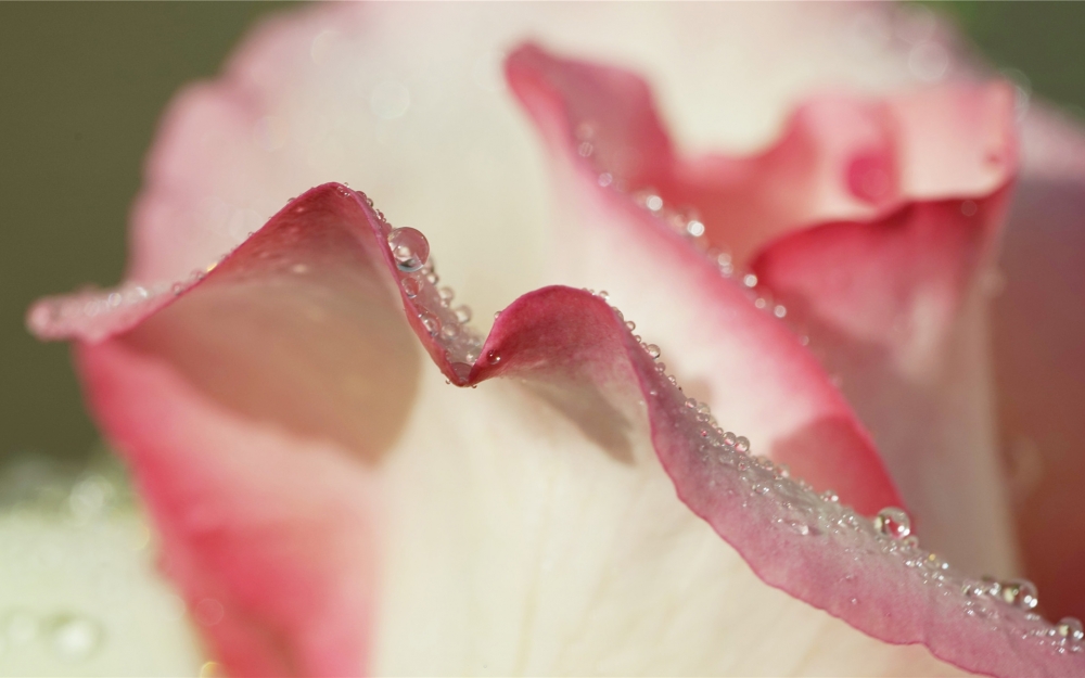 雨后的月季唯美高清桌面壁紙