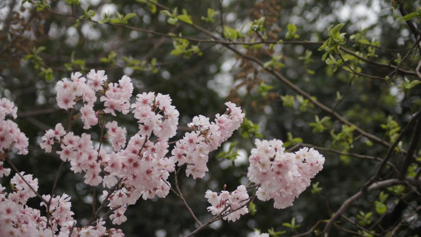 绚烂盛开的唯美樱花桌面壁纸