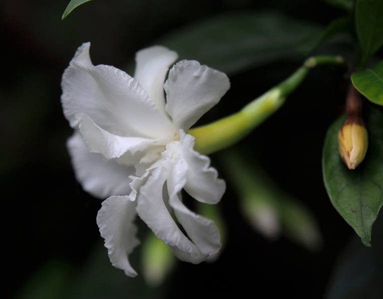 中国常见植物，狗牙花是夹竹桃科的灌木花卉