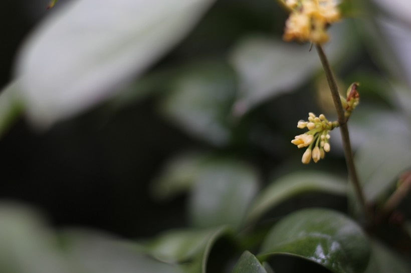 香氣氣人心脾的桂花圖片欣賞