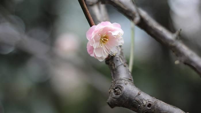 一组盛开着粉色梅花图片欣赏