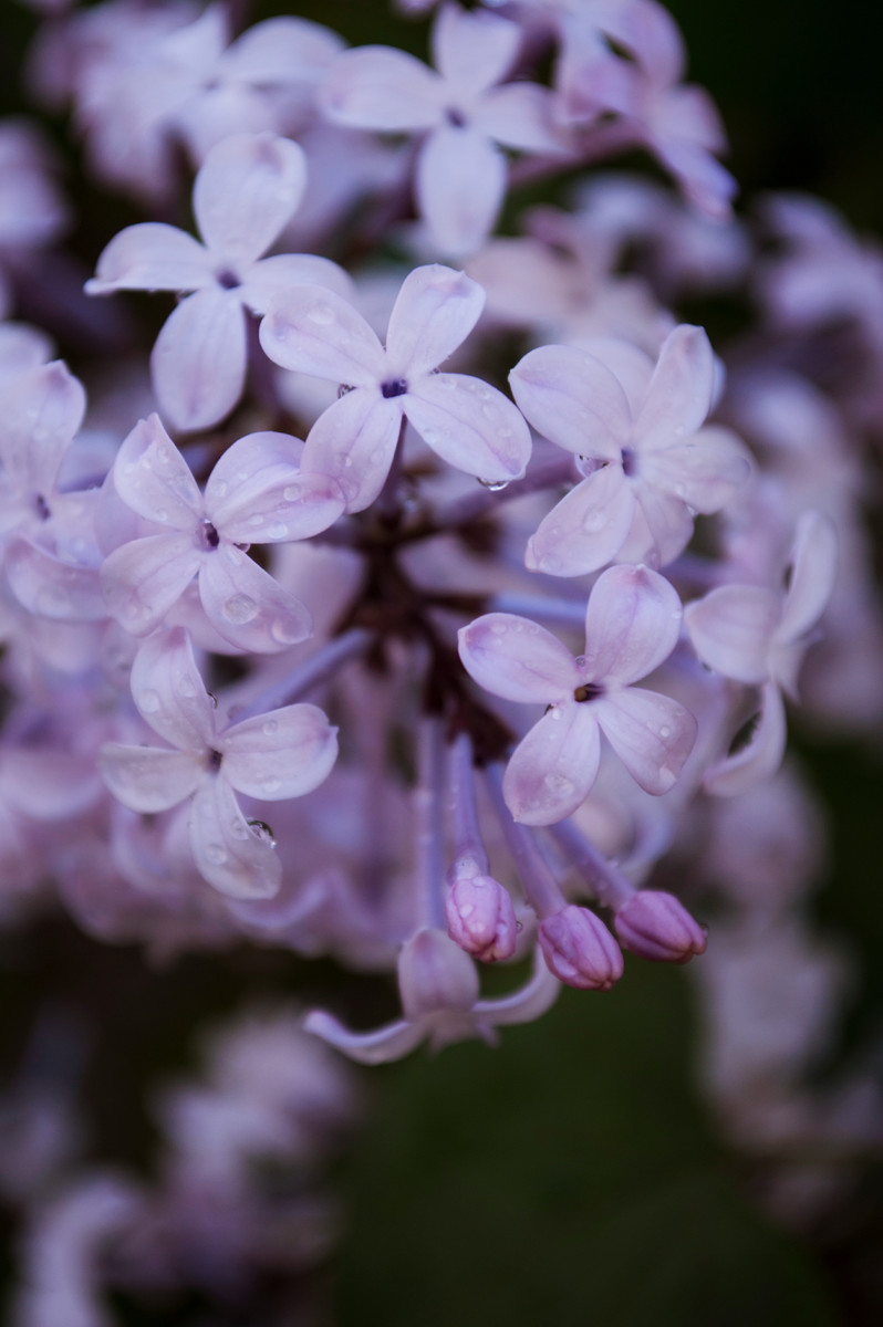 唯美紫色丁香花圖片欣賞