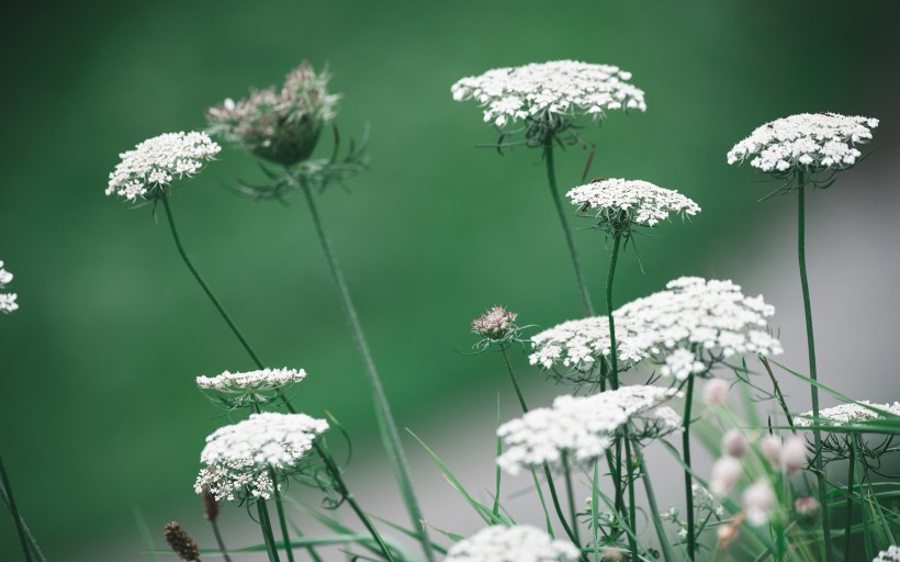 惹人憐愛的蕾絲花圖片