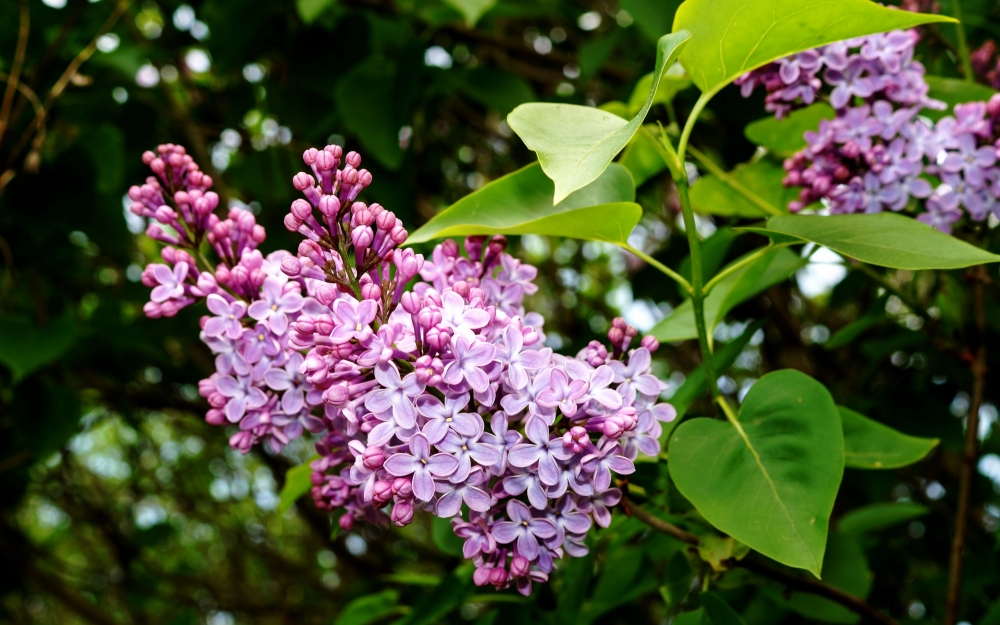 一組紫色濃郁的丁香花圖片欣賞