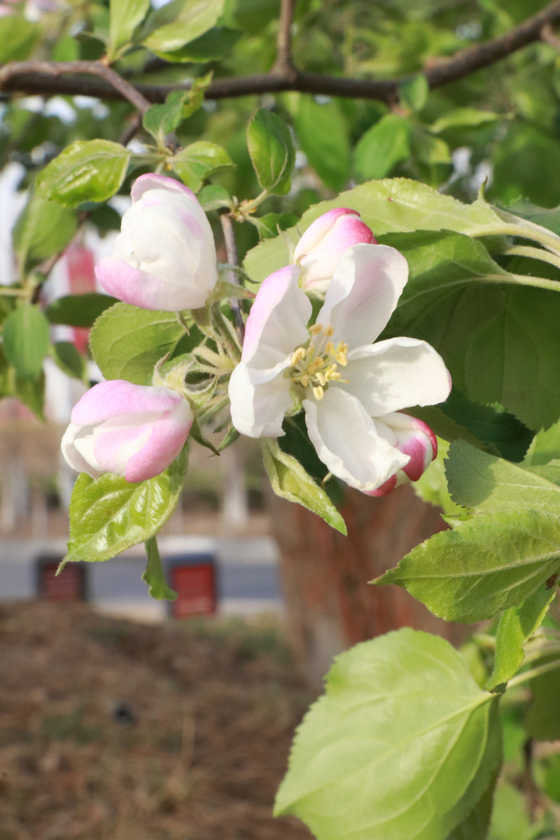 6月开花的植物苹果花图片欣赏