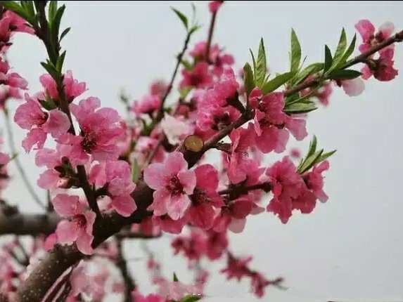 迎風初綻,嫣然含笑的桃花