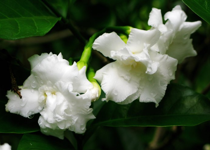 中国常见植物，狗牙花是夹竹桃科的灌木花卉