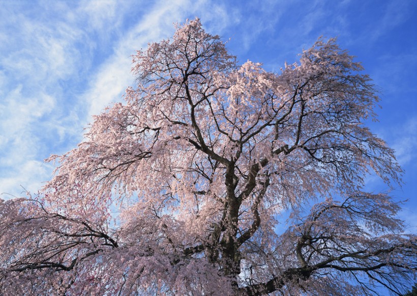 梅花图片