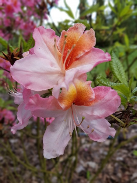 花色绚丽的杜鹃花图片