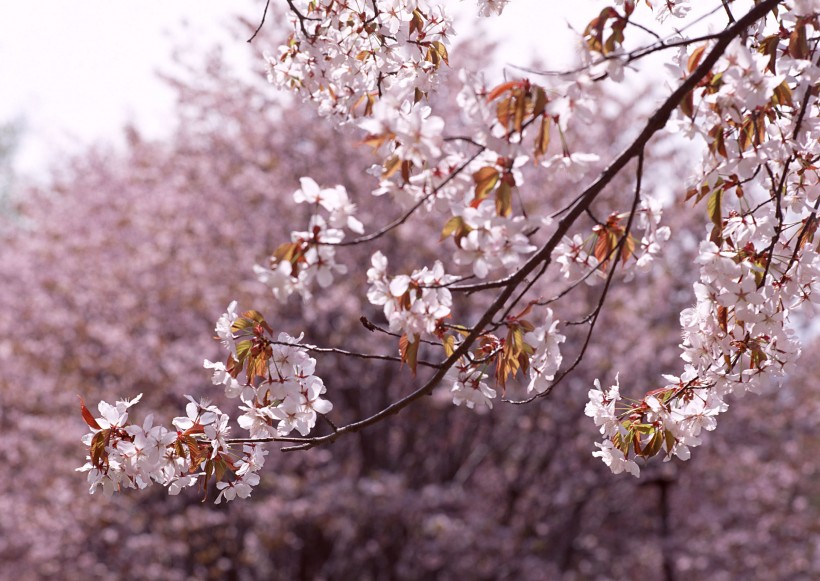 櫻花樹圖片