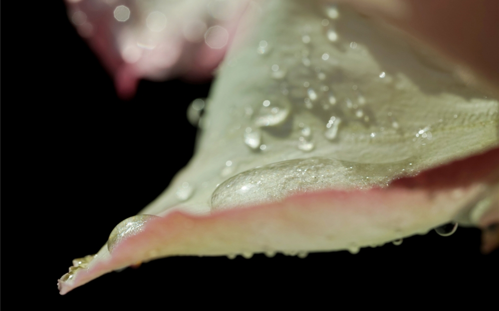 雨后的月季唯美高清桌面壁纸