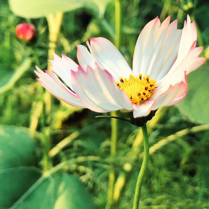 一組好看的格桑花寫真特寫圖片欣賞