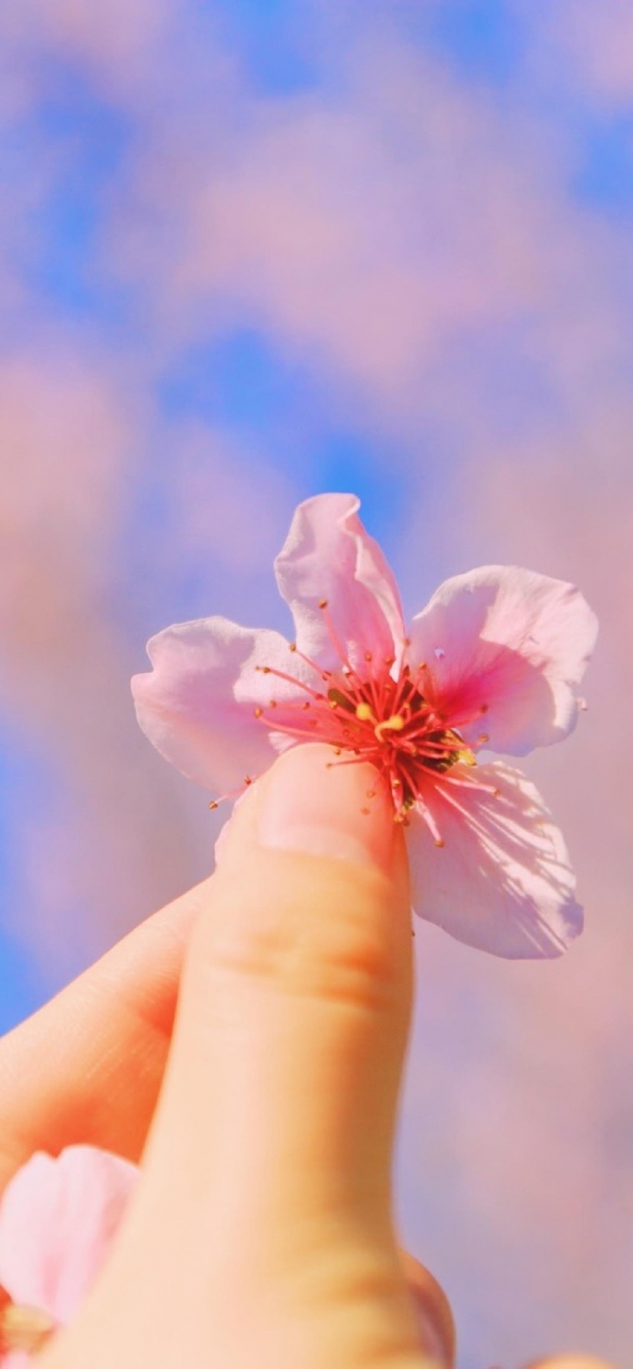 桃花小清新少女心高清手机壁纸