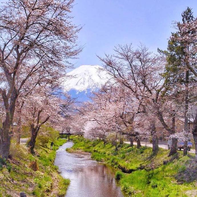 富士山下超唯美的粉色樱花图片欣赏