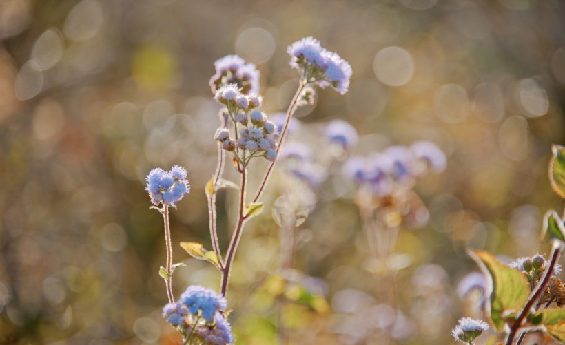 清新雅致的花朵