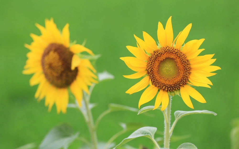 向陽而開的花,開起來就像陽光般燦爛,顏色里已經(jīng)充滿陽光的味道