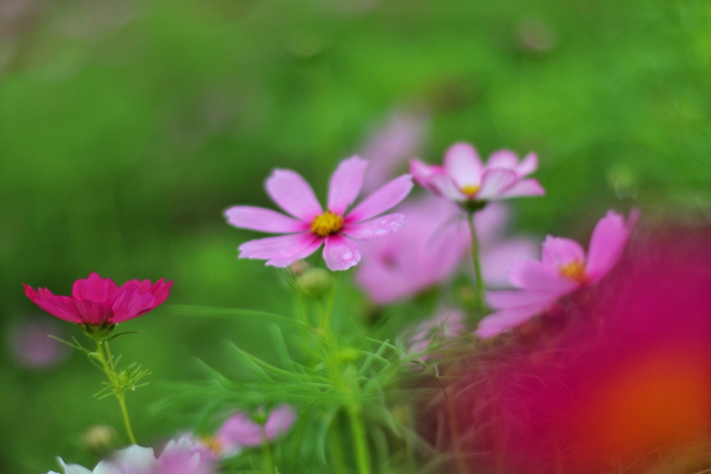 长江边的格桑花梦幻唯美写真