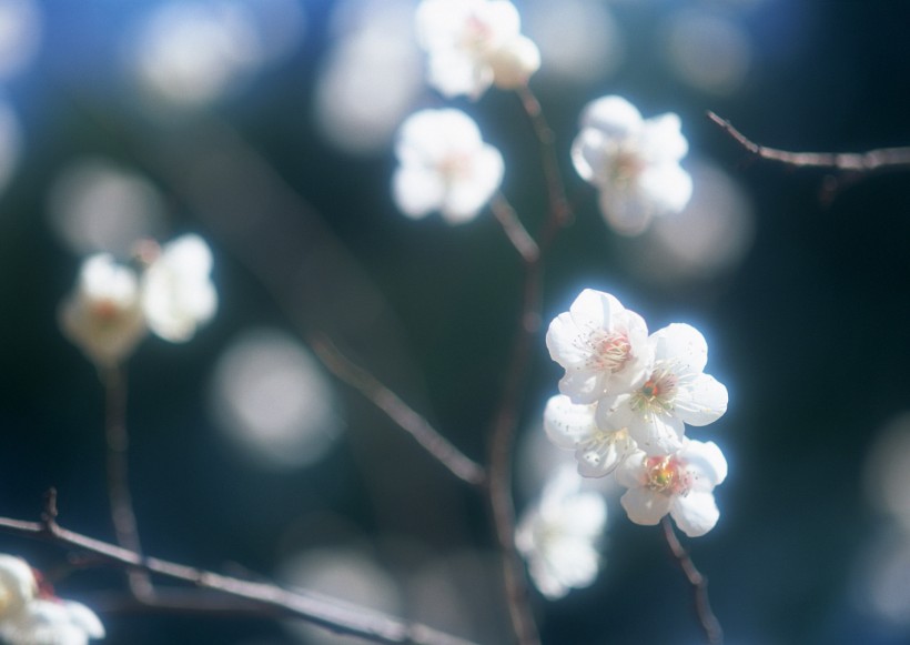 桃花图片