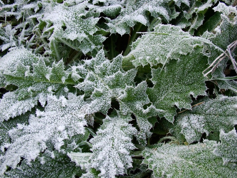 冰雪植物圖片