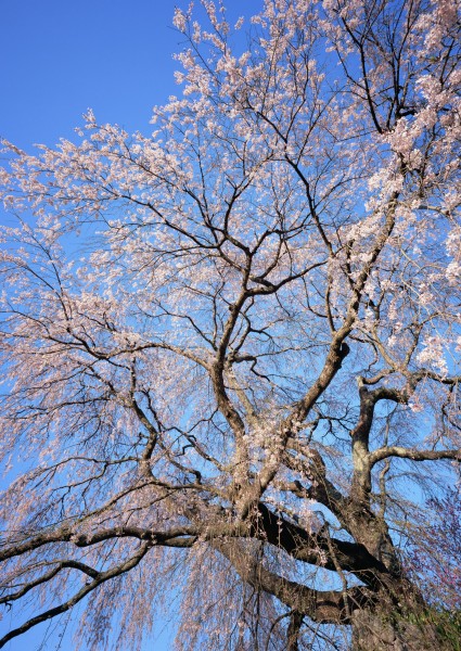 梅花图片