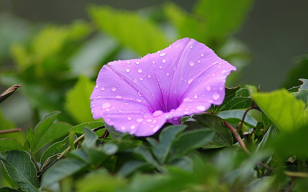 牵牛花长着心形的叶子 开着喇叭形的花