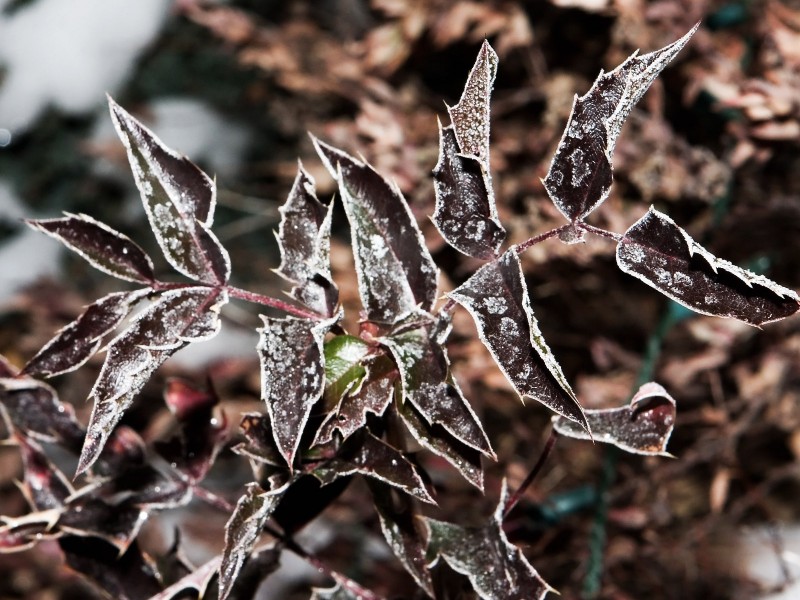 冰雪植物图片