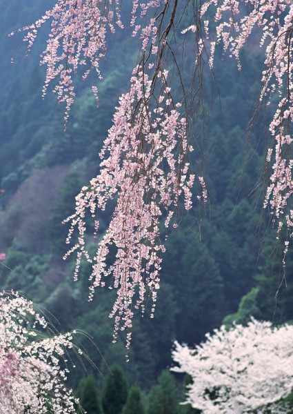 櫻花樹圖片