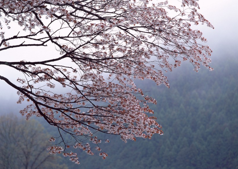 櫻花樹圖片