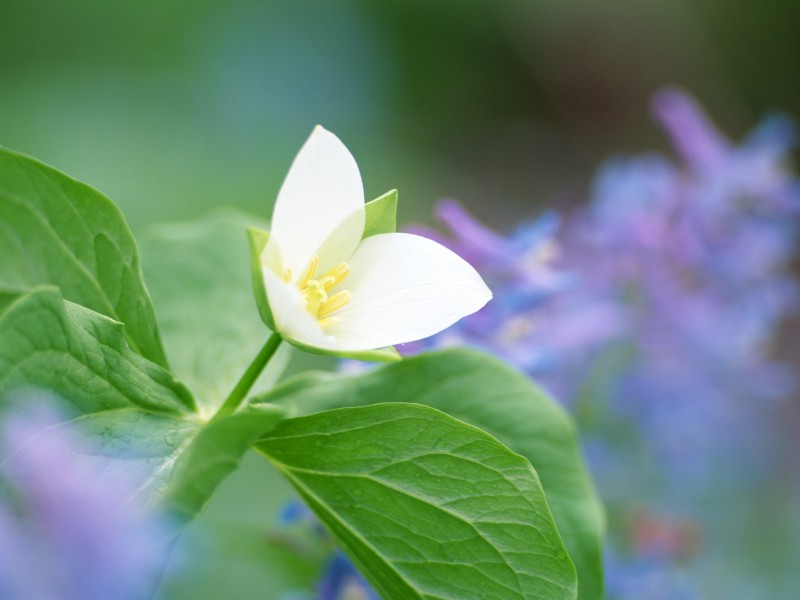 山花烂漫图片