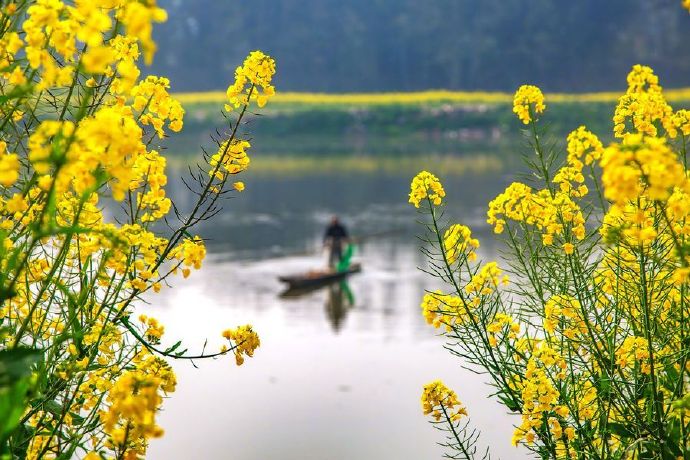 小园几许，收尽春光。有桃花红，李花白，菜花黄