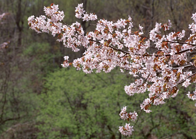 櫻花樹圖片